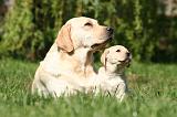 LABRADOR 1175